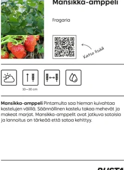 Amppeli