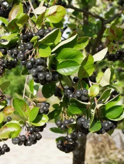 Aronia Viking
