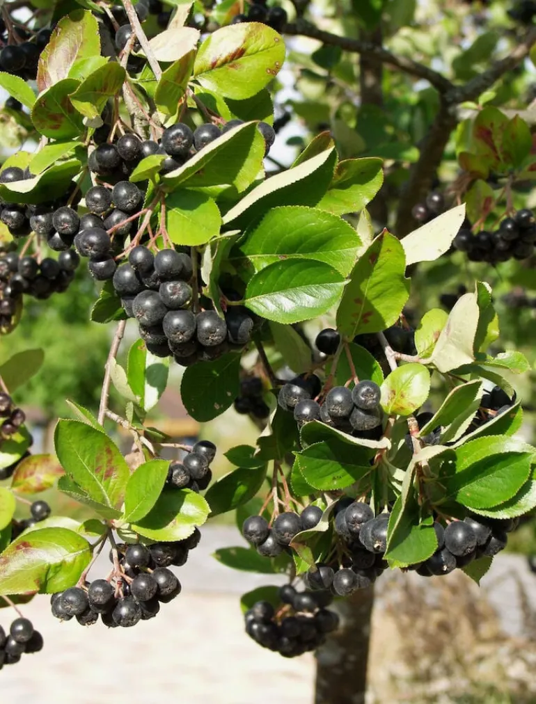 Aronia Viking