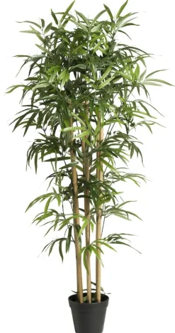 Bambu