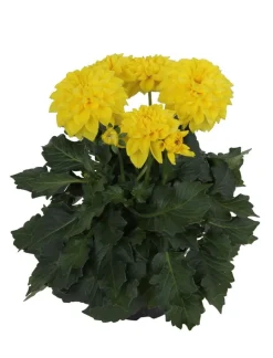 Daalia