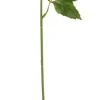 Daalia