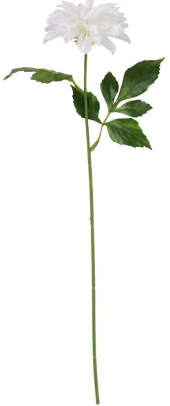 Daalia