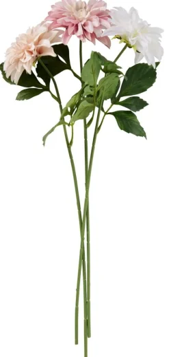 Daalia