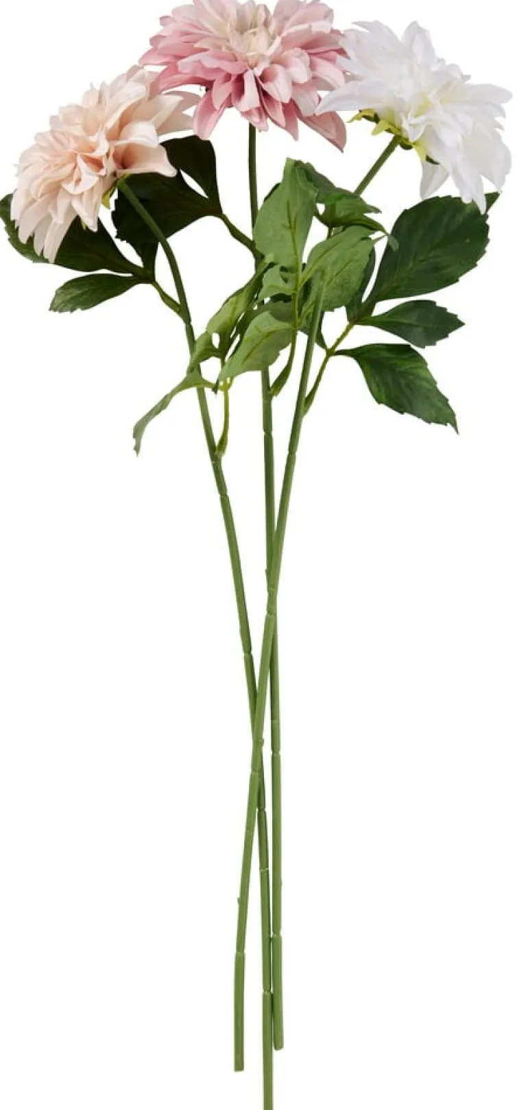 Daalia