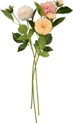 Daalia