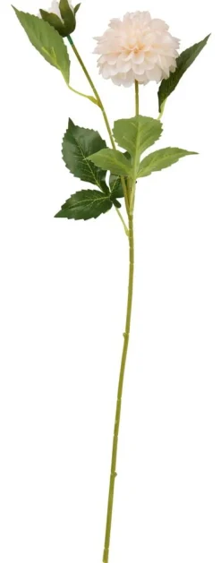 Daalia