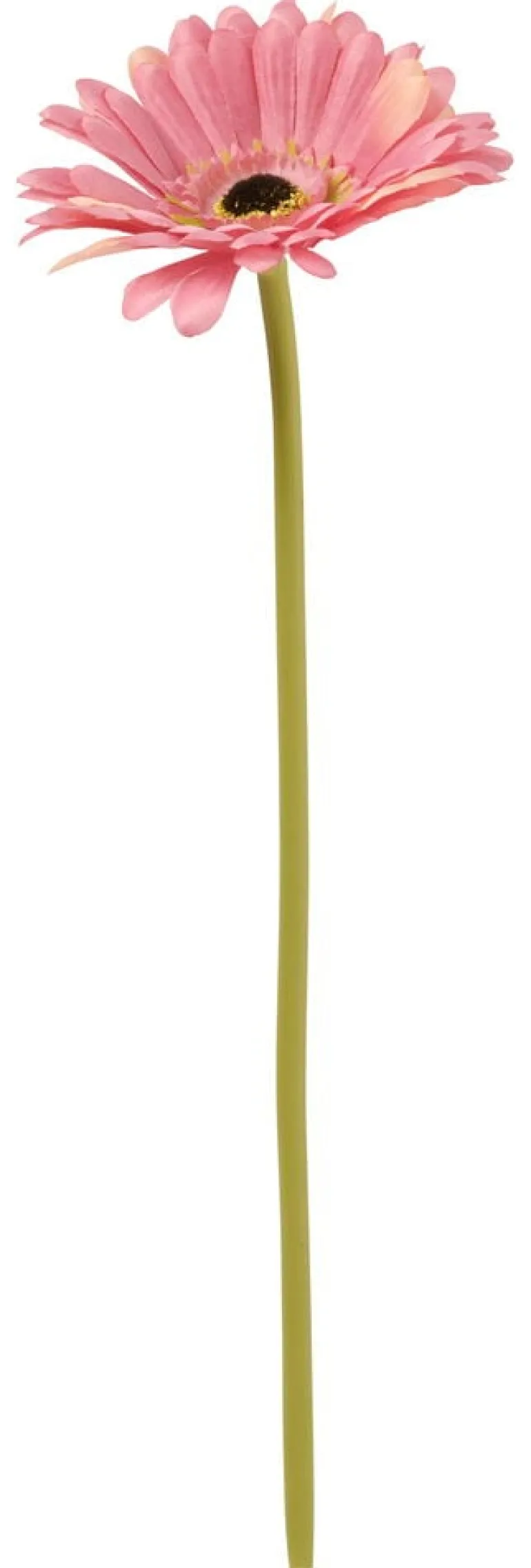Gerbera