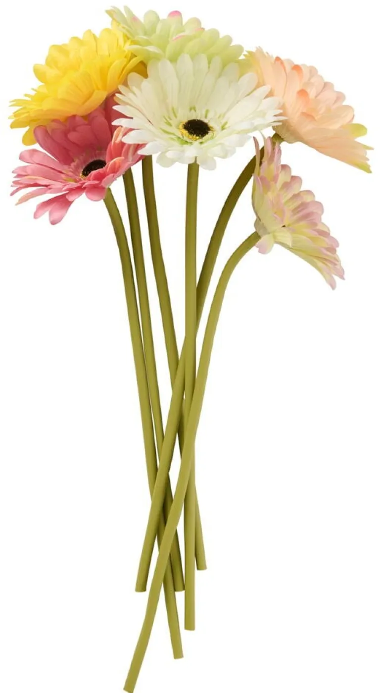 Gerbera