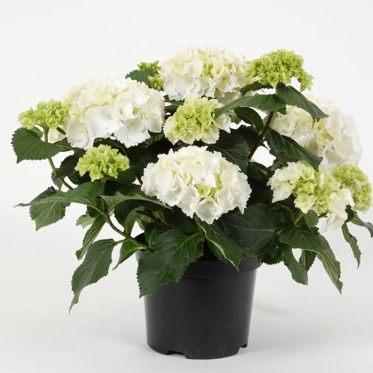 Hortensia