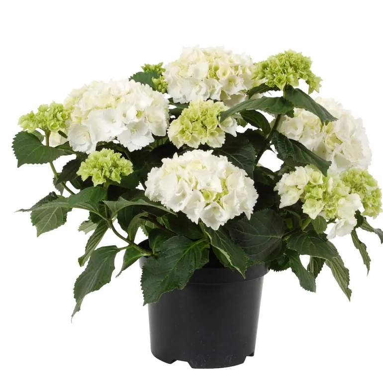 Hortensia