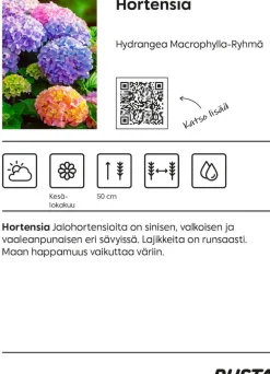 Hortensia