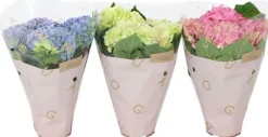 Hortensia