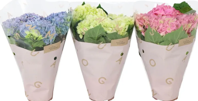 Hortensia