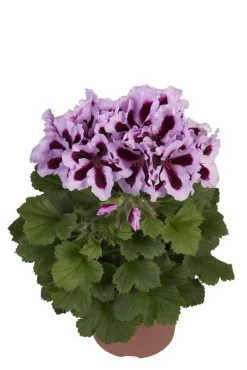 Jalopelargoni