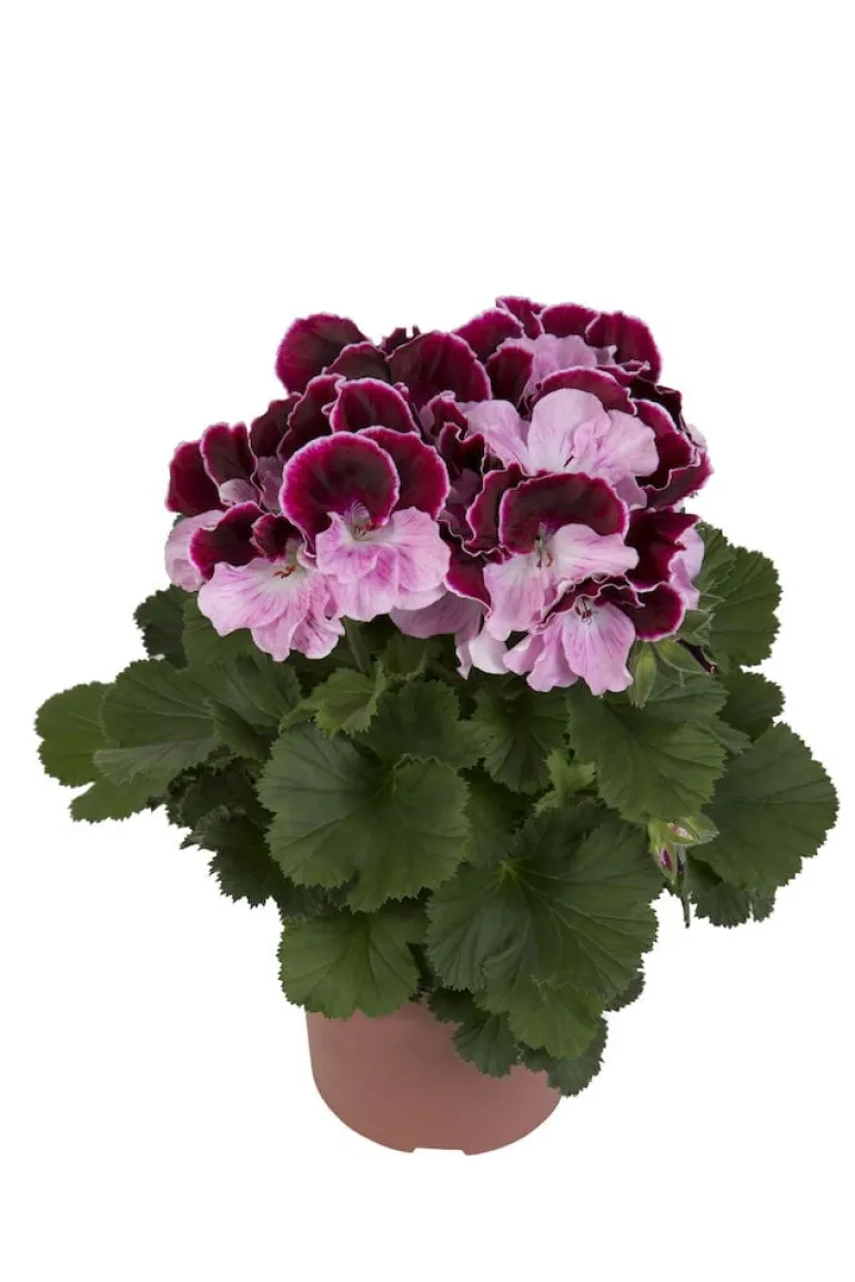Jalopelargoni