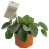 Kilpipiilea