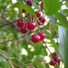 Kirsikkapuu