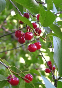 Kirsikkapuu