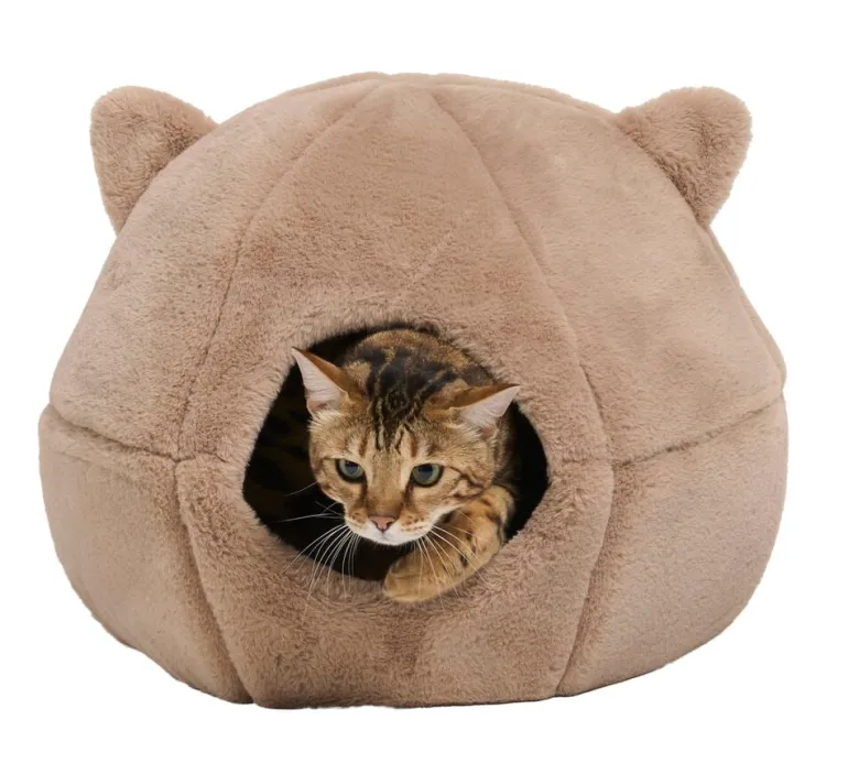 Kissanpeti Pet Club