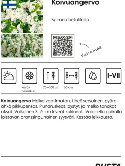 Koivuangervo