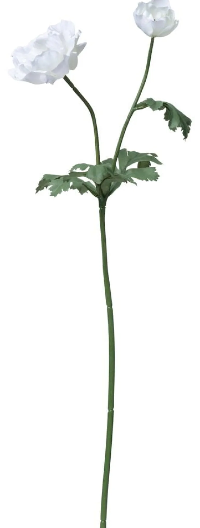 Kruunuvuokko