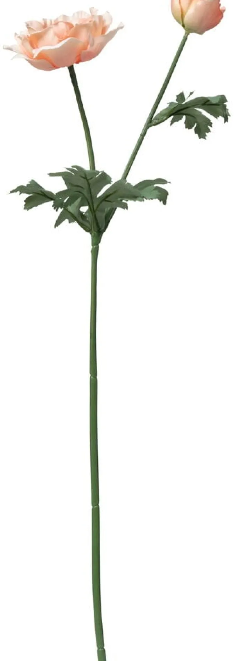 Kruunuvuokko