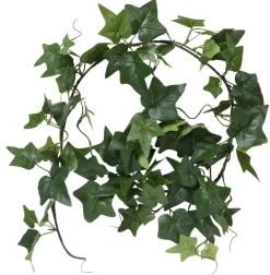 Köynnöskasvi Muratti