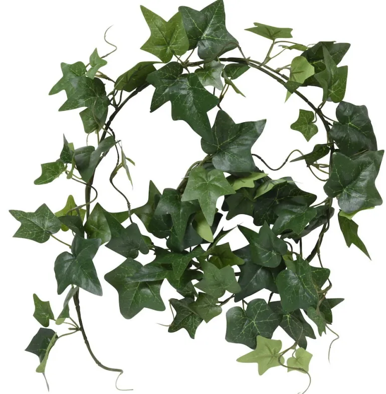 Köynnöskasvi Muratti