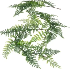 Köynnös Saniainen