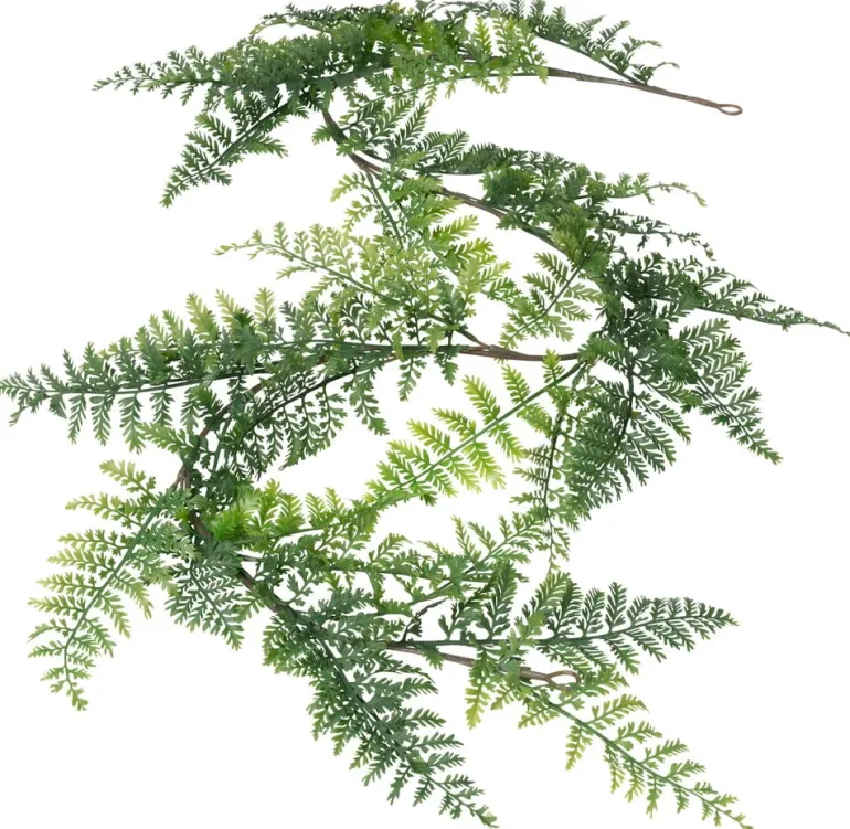Köynnös Saniainen