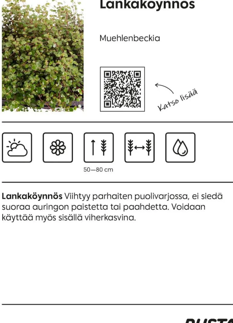 Lankaköynnös