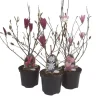 Magnolia