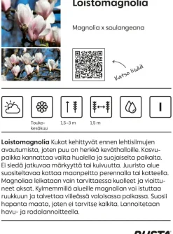 Magnolia