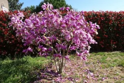 Magnolia