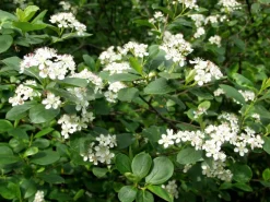 Marja-aronia Viking