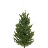 Metsäkuusi Picea Abies