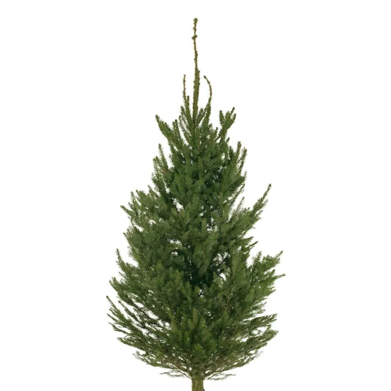 Metsäkuusi Picea Abies