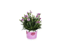 Neilikka Pink Kisses
