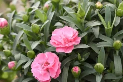 Neilikka Pink Kisses