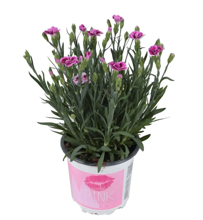 Neilikka Pink Kisses