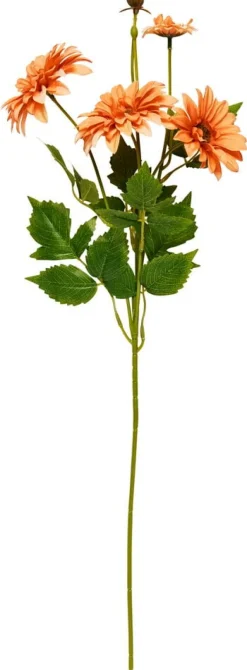 Oksa Chrysanthemum