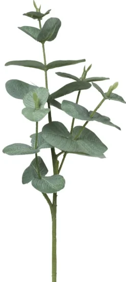 Oksa Eukalyptus