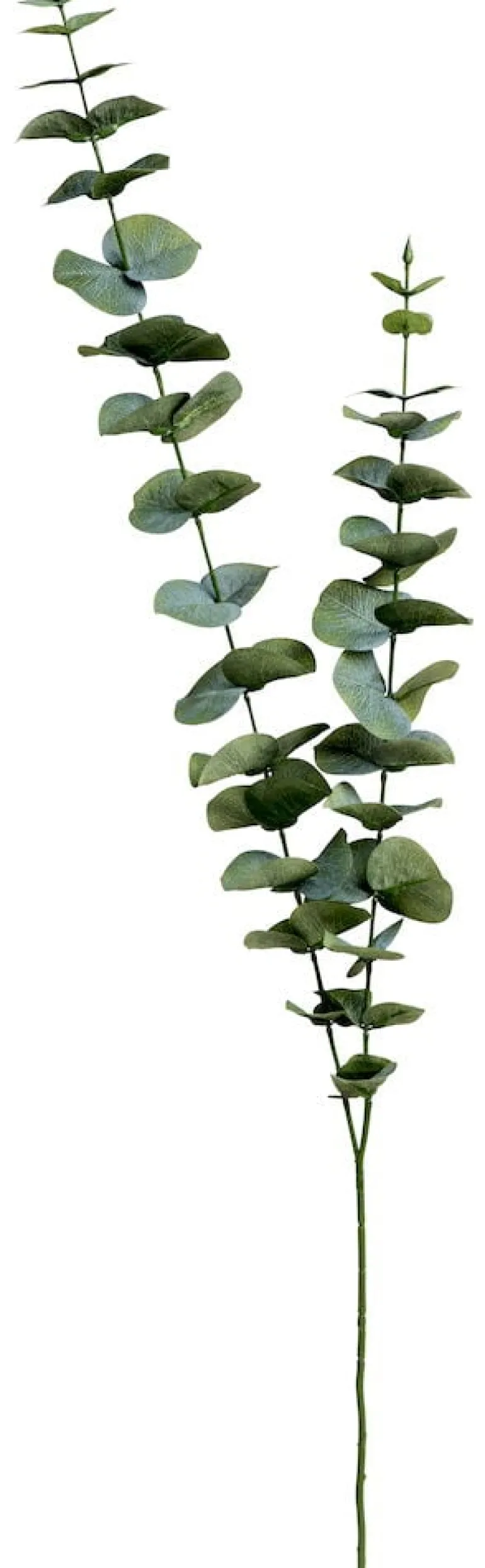 Oksa Eukalyptus
