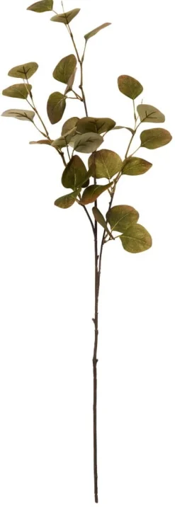 Oksa Eukalyptus