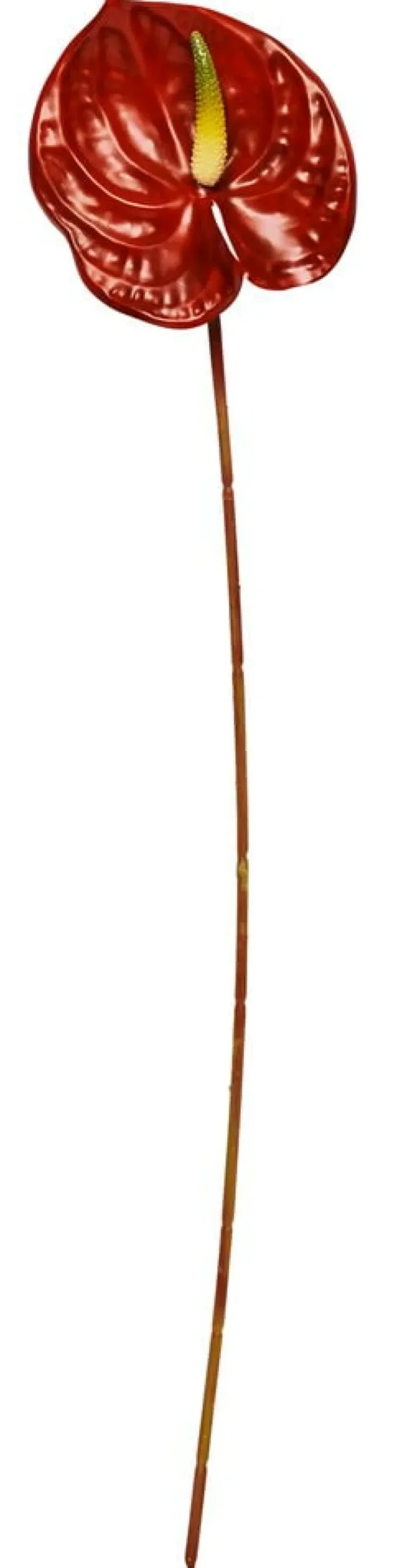 Oksa Flamingokukka