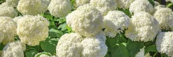 Pallohortensia