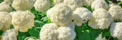 Pallohortensia