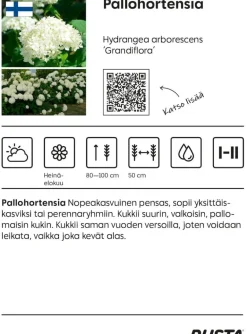 Pallohortensia