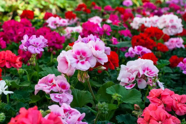 Pelargoni